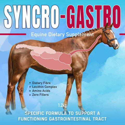 SYNCRO-GASTRO